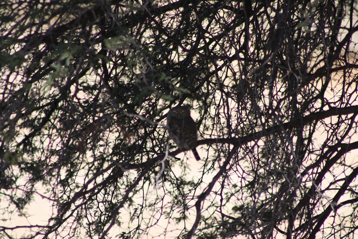 Pearl-spotted Owlet - ML647871808