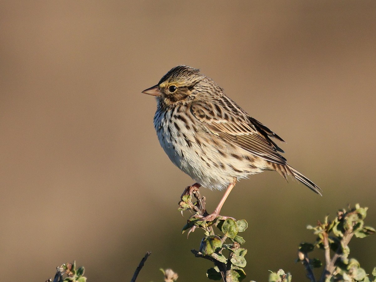 Bruant des prés - ML647871811