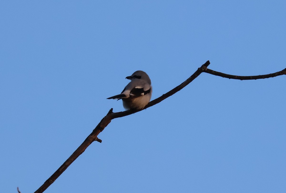 ťuhýk severní - ML647871815