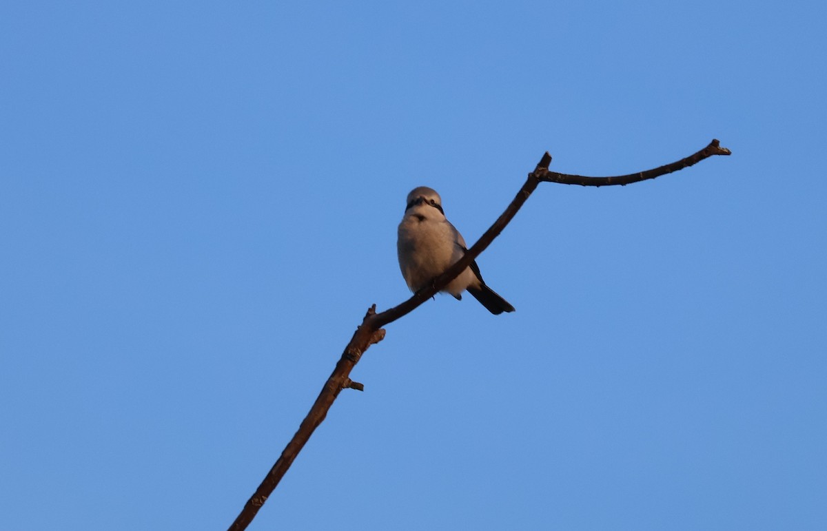 ťuhýk severní - ML647871816