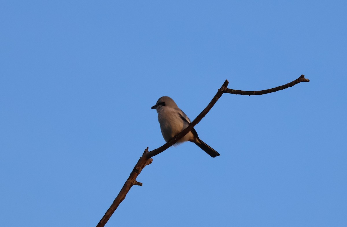 ťuhýk severní - ML647871817