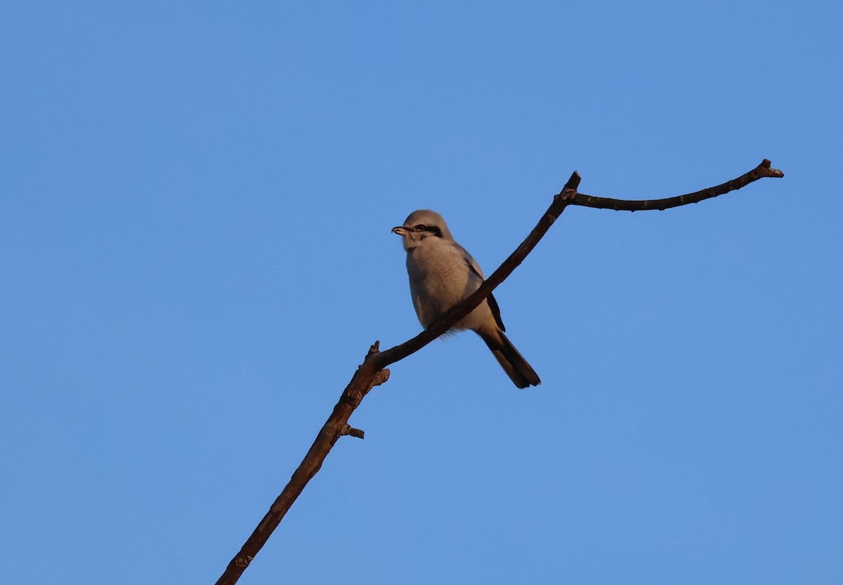 ťuhýk severní - ML647871818