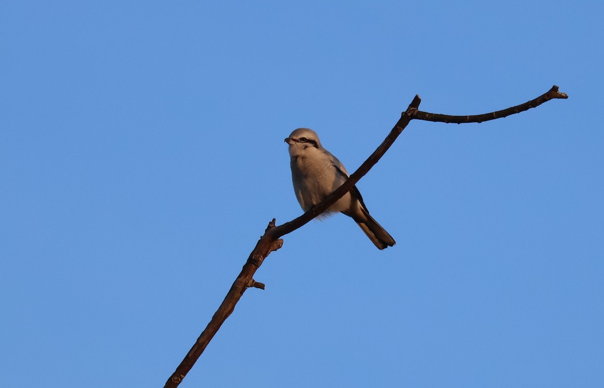 ťuhýk severní - ML647871819