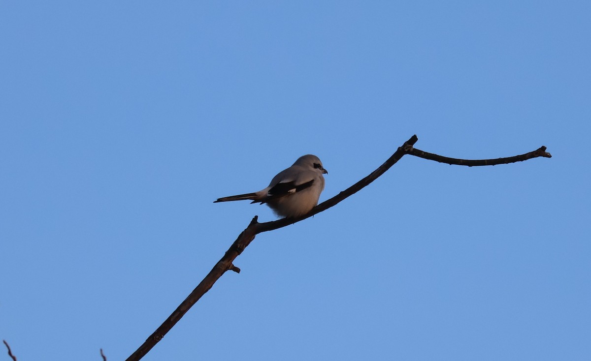 ťuhýk severní - ML647871821