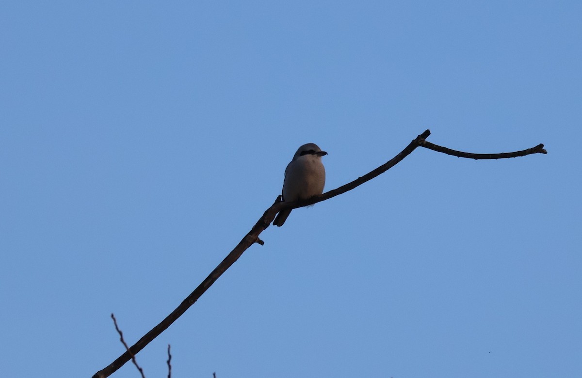 ťuhýk severní - ML647871822