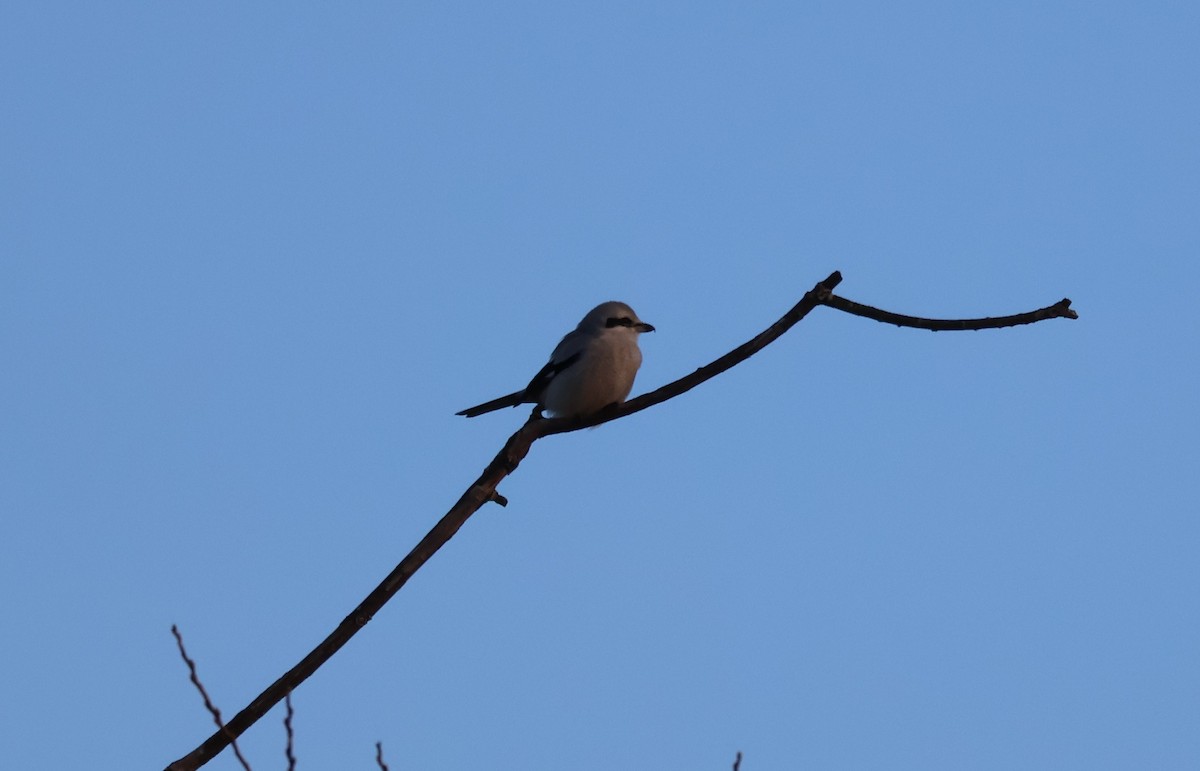 ťuhýk severní - ML647871823