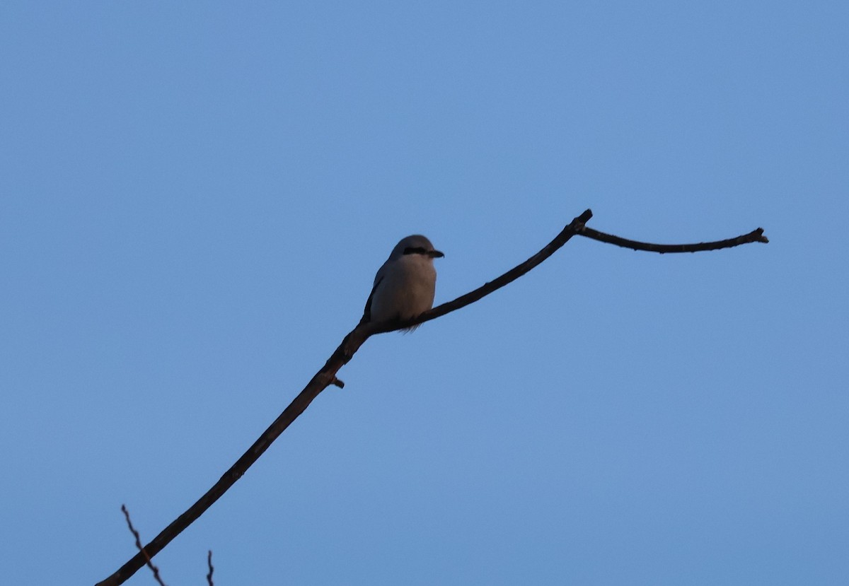 ťuhýk severní - ML647871824