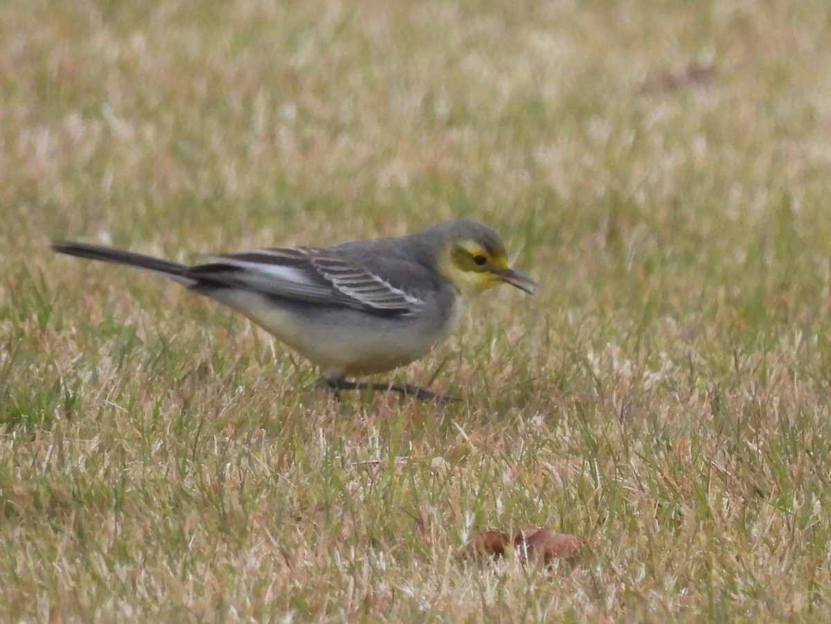 Citrine Wagtail - ML647871842