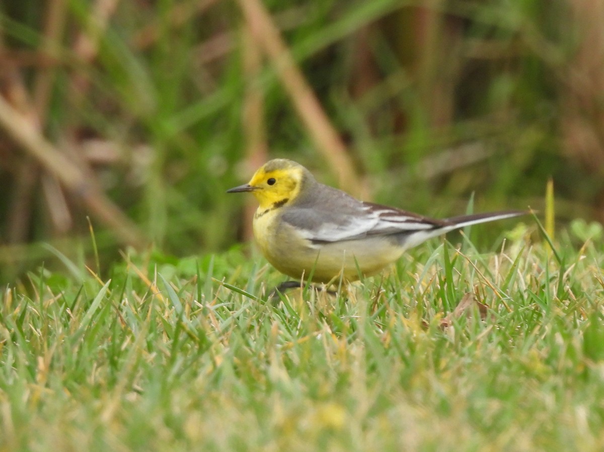 Citrine Wagtail - ML647871843