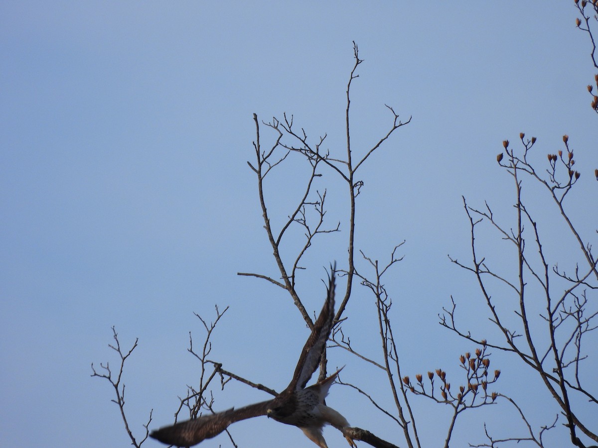 Turkey Vulture - ML647871847