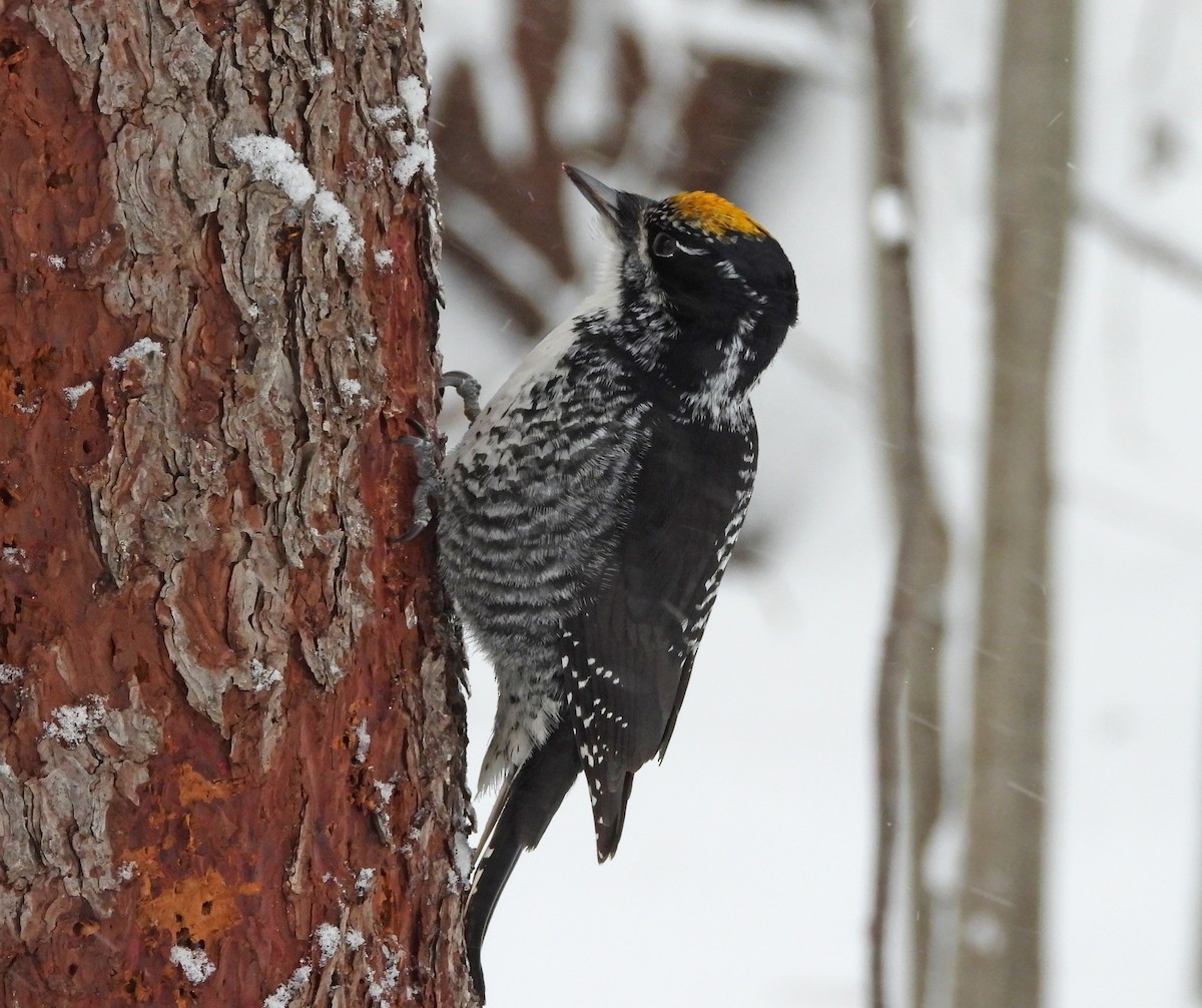 American Three-toed Woodpecker - ML647871873