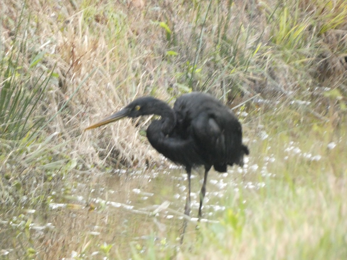 Great Blue Heron - ML647871892