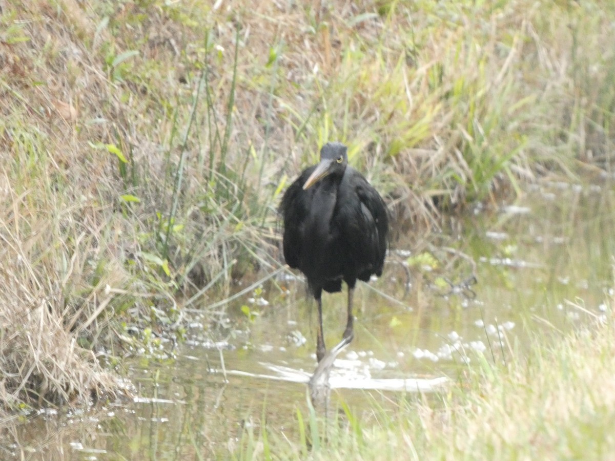 Great Blue Heron - ML647871899