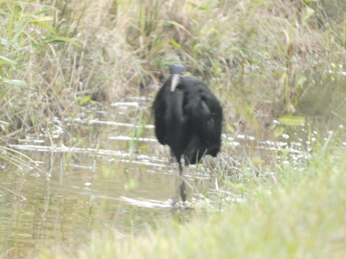 Great Blue Heron - ML647871900