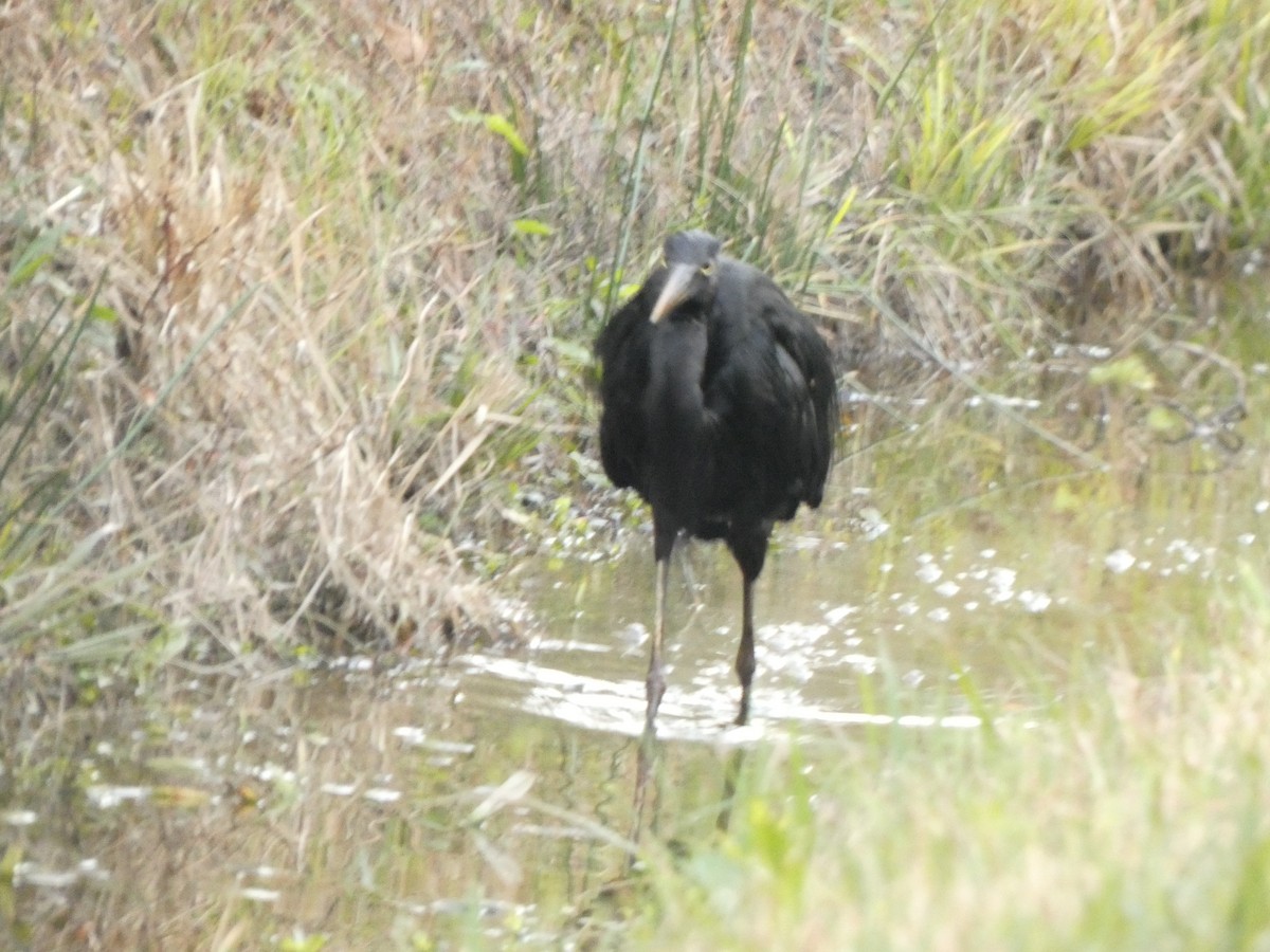 Great Blue Heron - ML647871901
