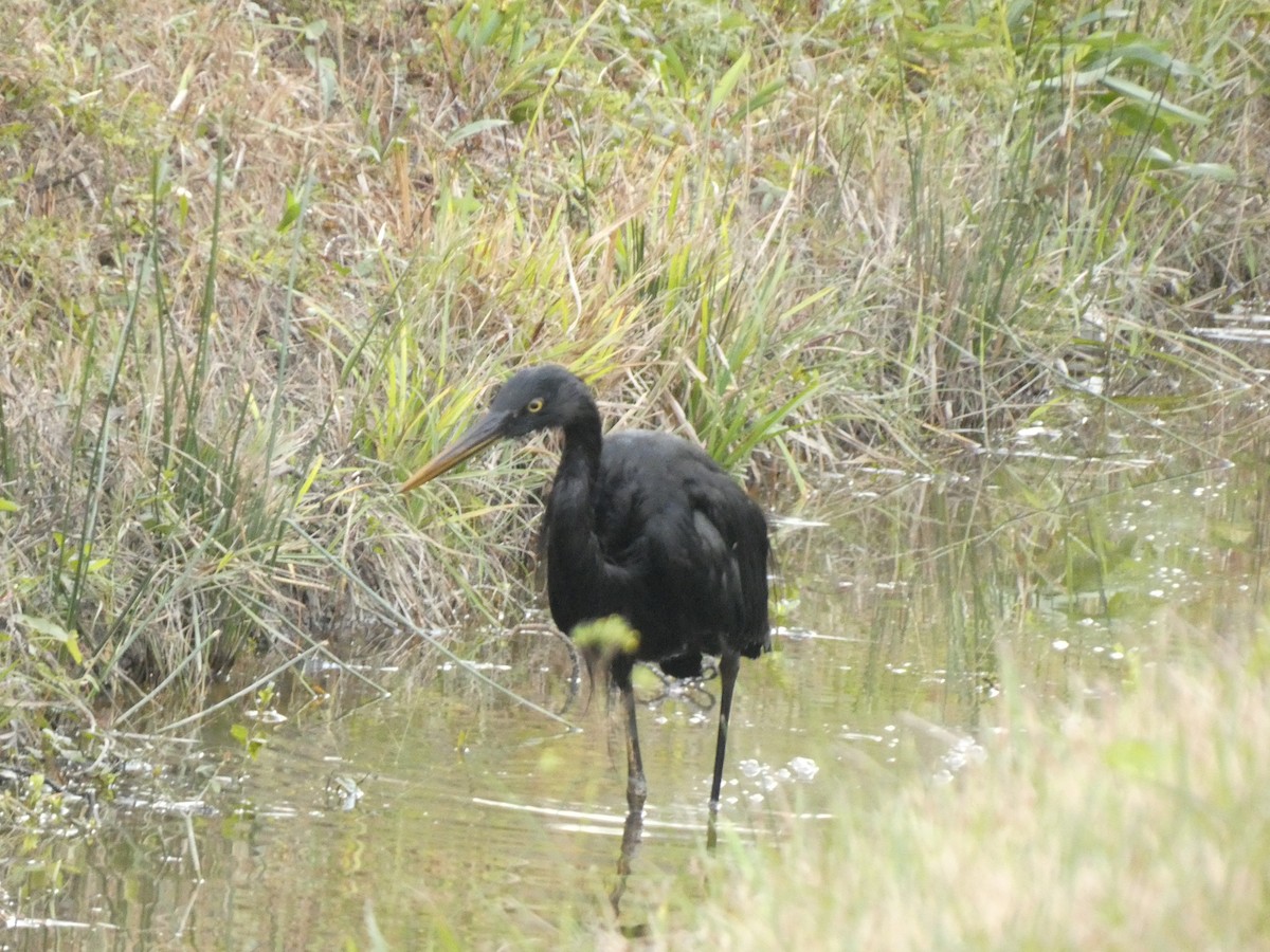 Great Blue Heron - ML647871902