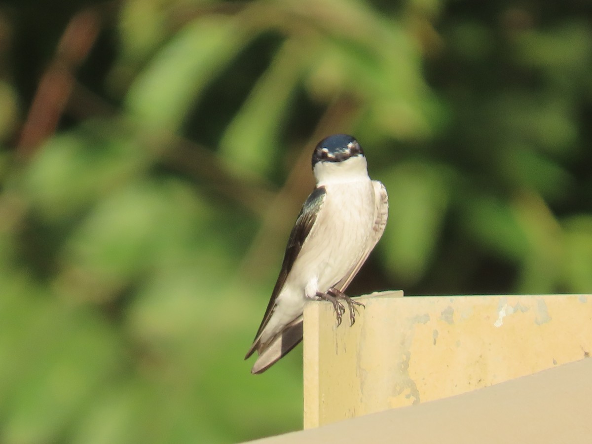 Mangrove Swallow - ML647871905