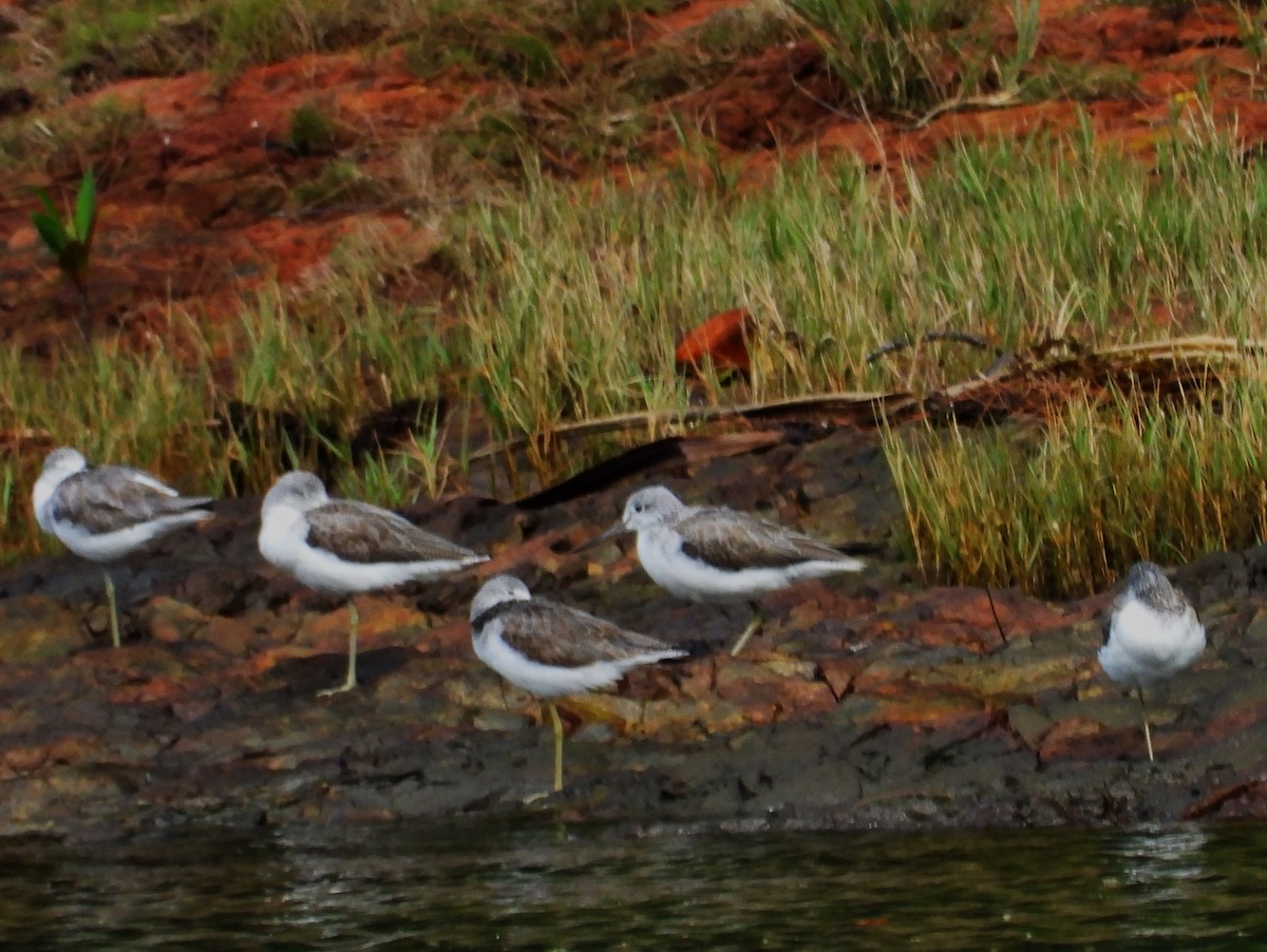 Common Greenshank - ML647871906