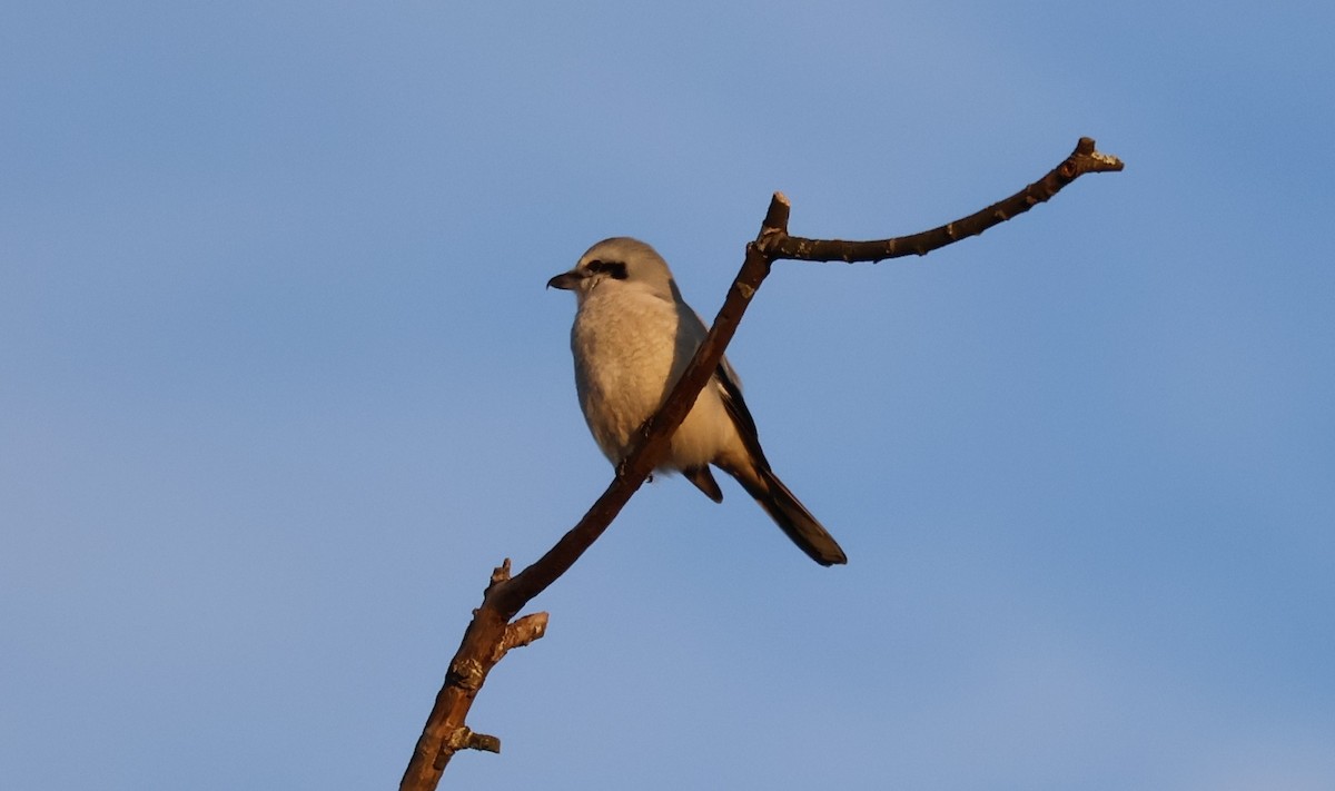 ťuhýk severní - ML647871909