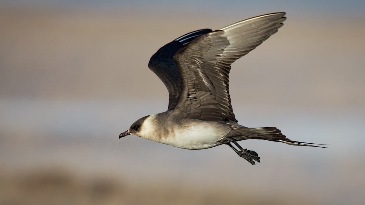 Parasitic Jaeger - Eric Gofreed