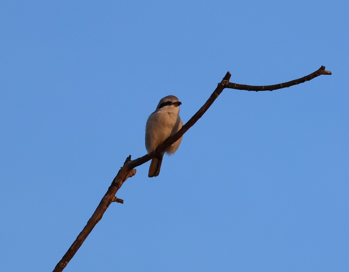 ťuhýk severní - ML647871911