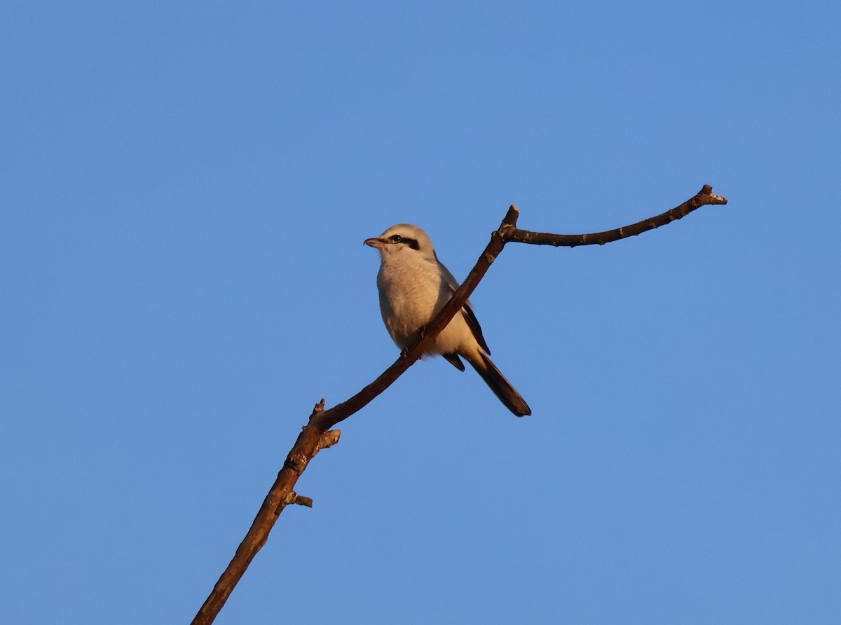 ťuhýk severní - ML647871912