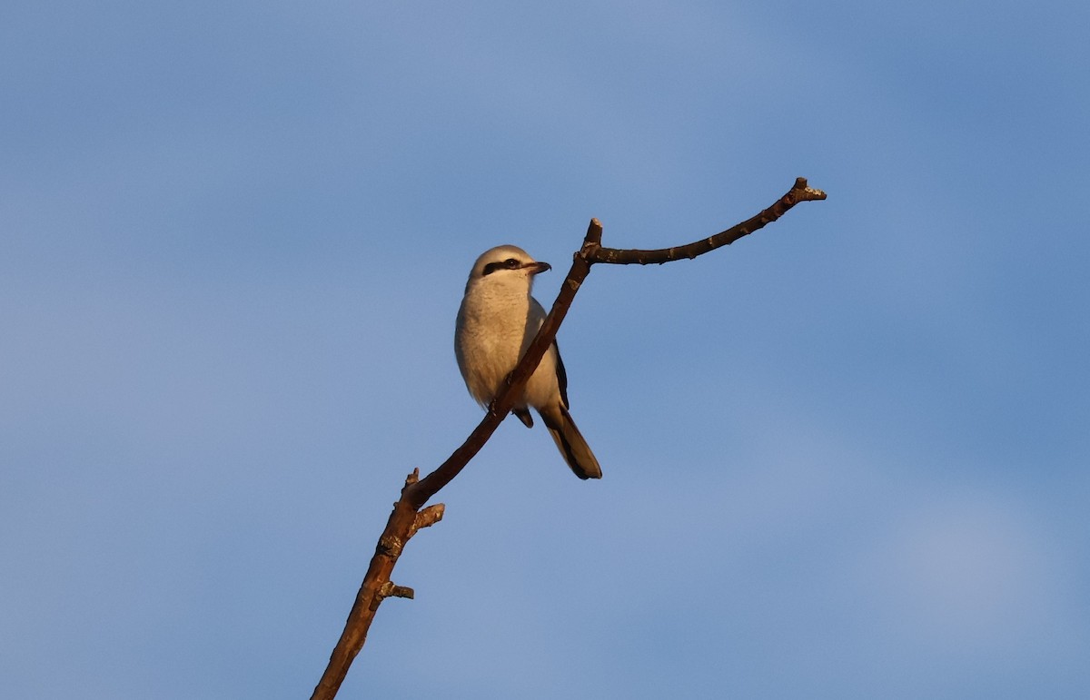 ťuhýk severní - ML647871913