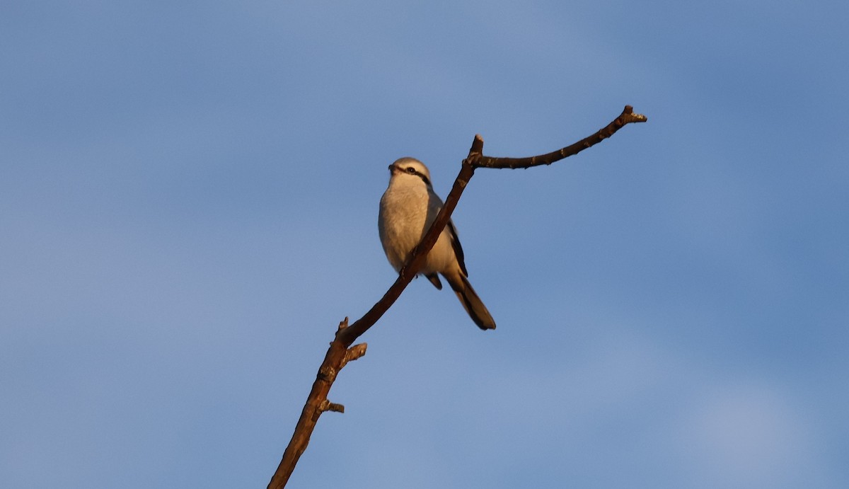 ťuhýk severní - ML647871914