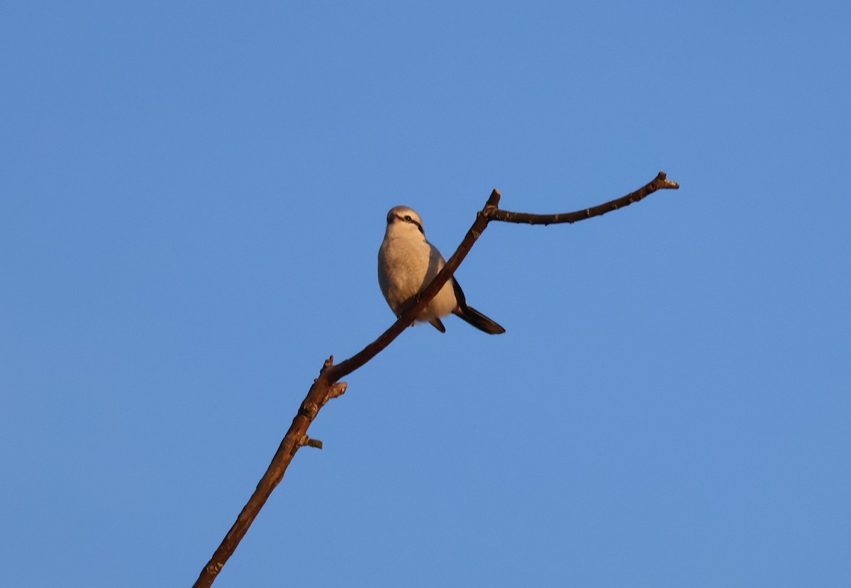 ťuhýk severní - ML647871915