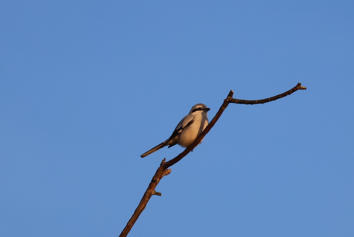 ťuhýk severní - ML647871916