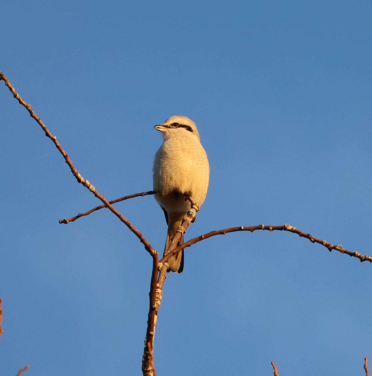 ťuhýk severní - ML647871917