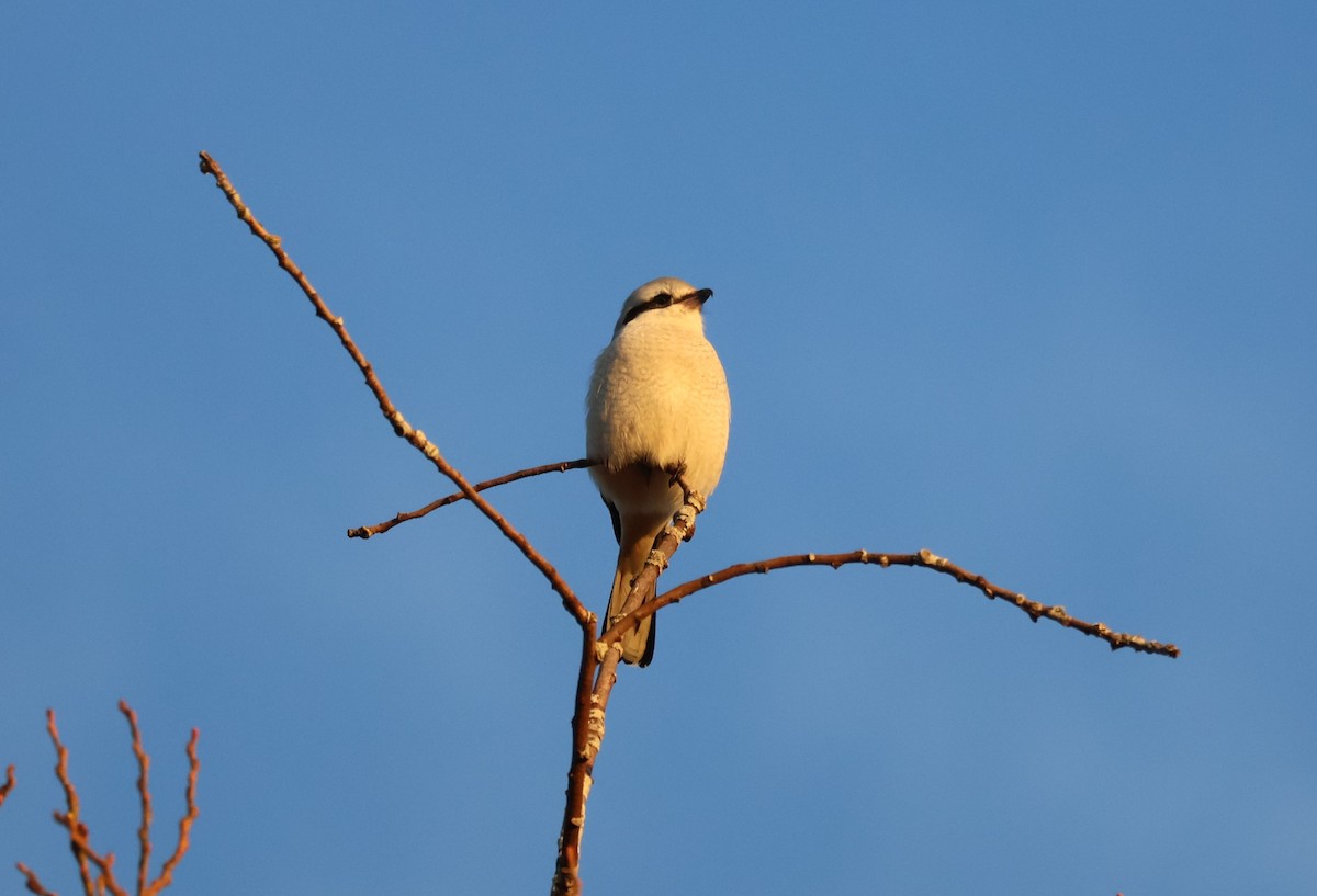 ťuhýk severní - ML647871918