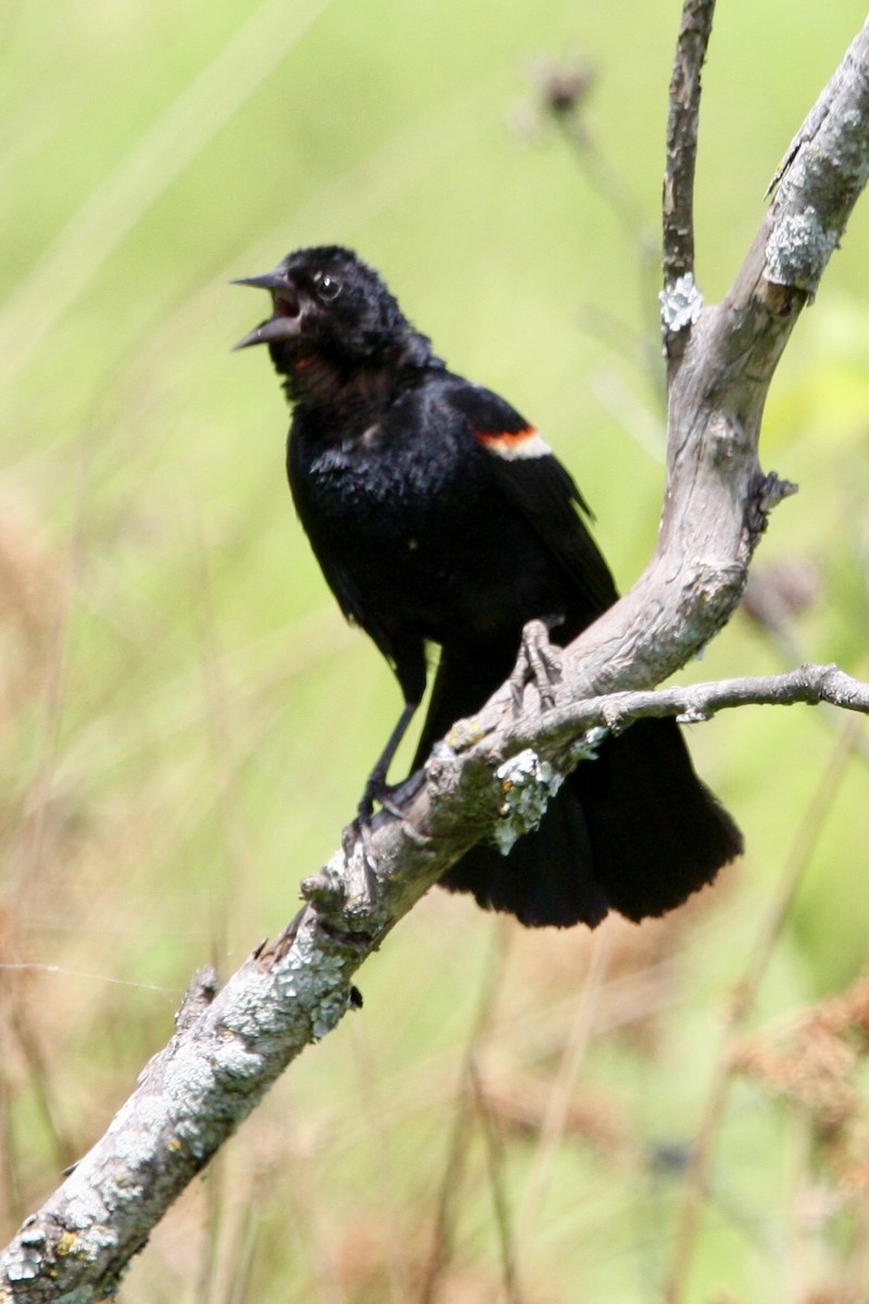 Red-winged Blackbird - ML647871924