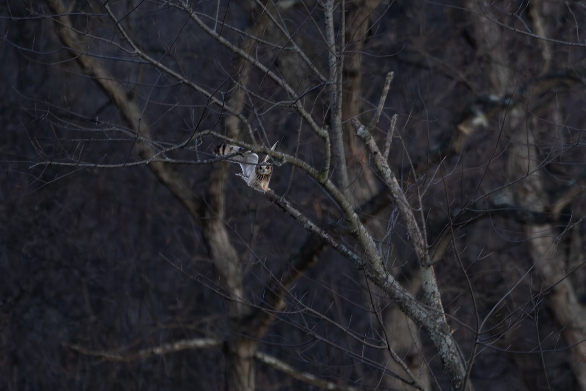 kalous pustovka - ML647871929