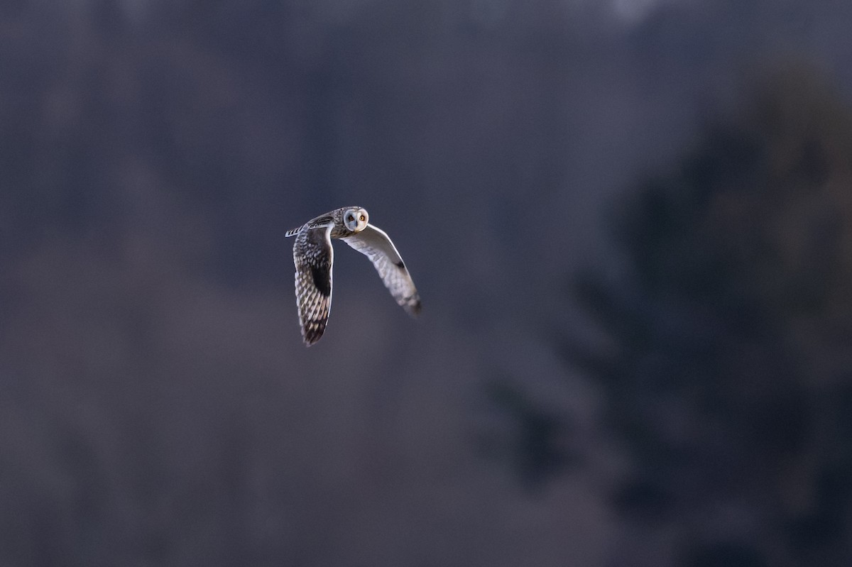 kalous pustovka - ML647871930