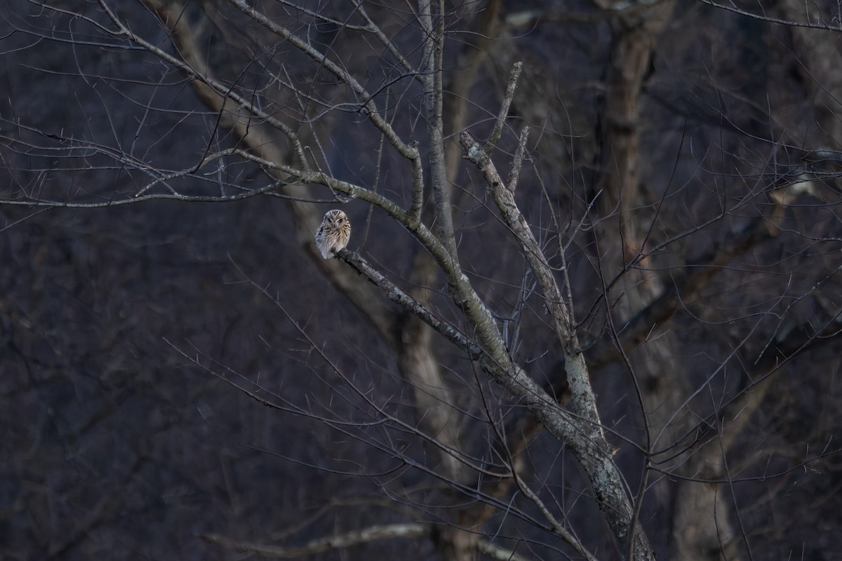 kalous pustovka - ML647871931