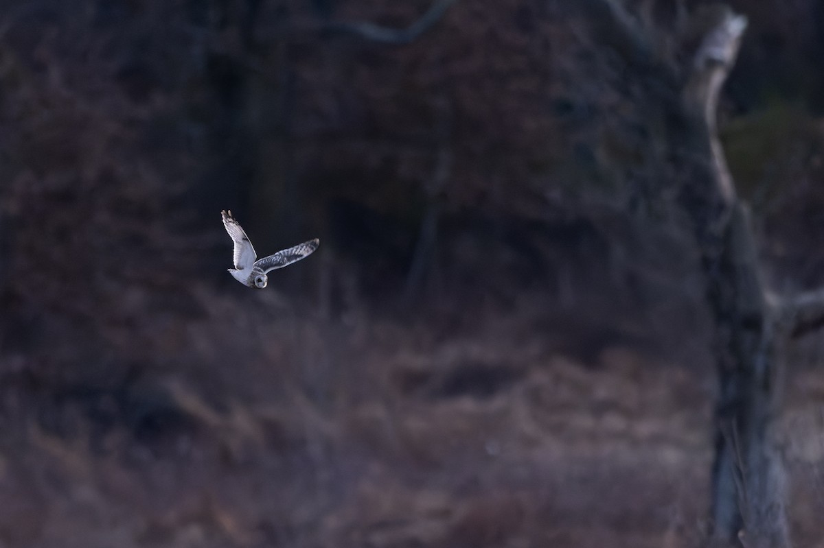 kalous pustovka - ML647871932