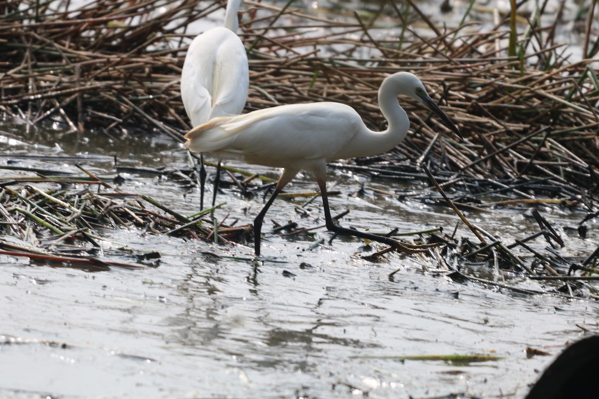 Little Egret - ML647871937