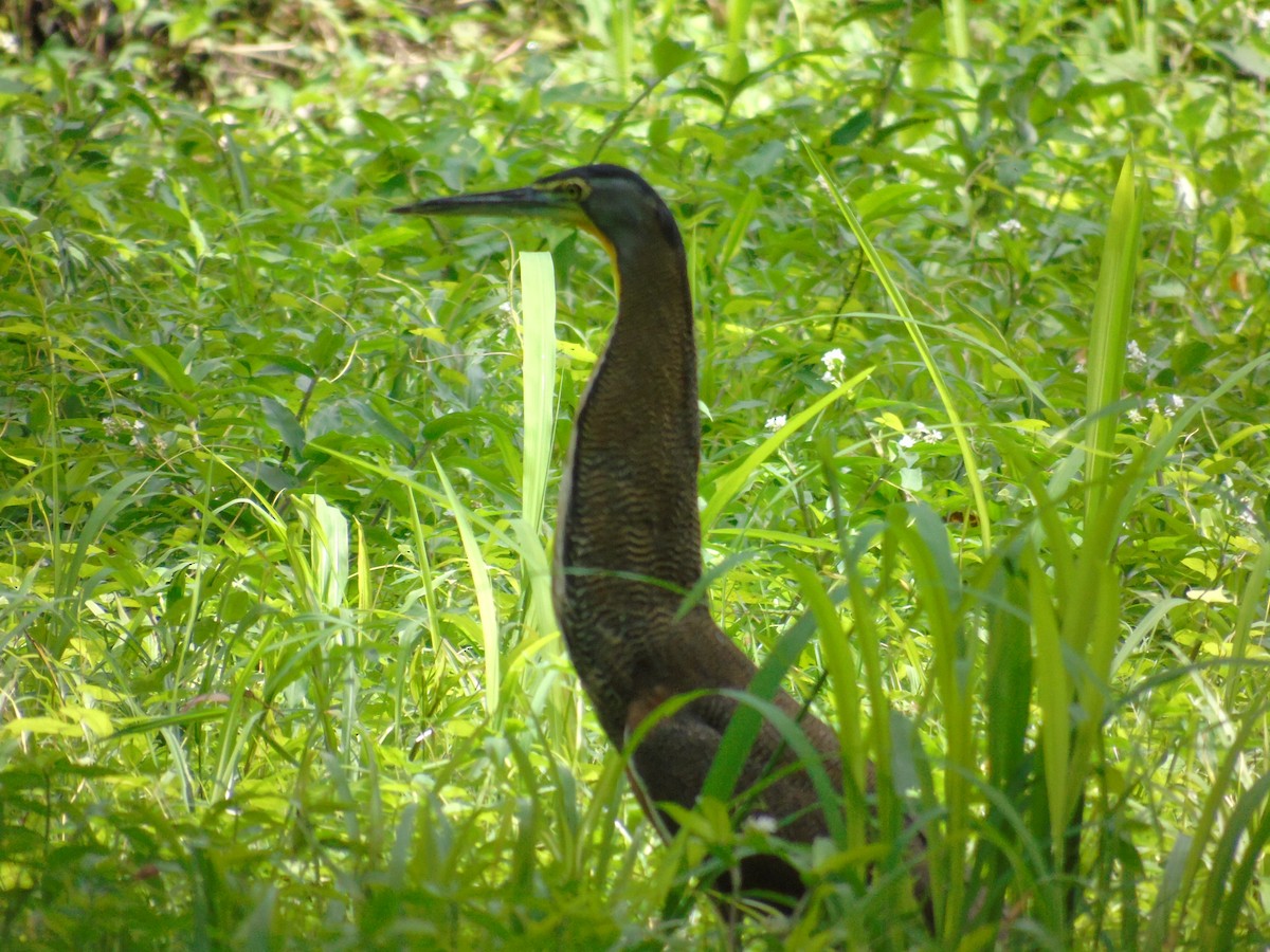 Bare-throated Tiger-Heron - ML647871940