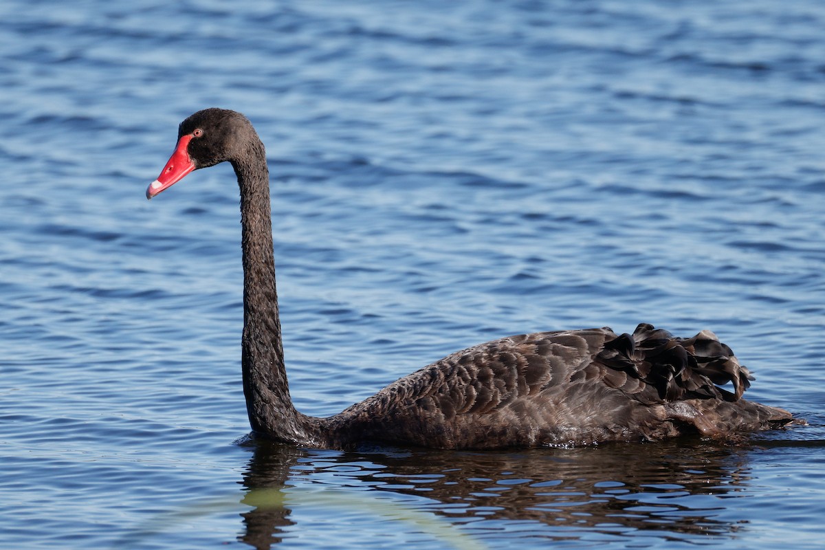 Black Swan - ML647871942