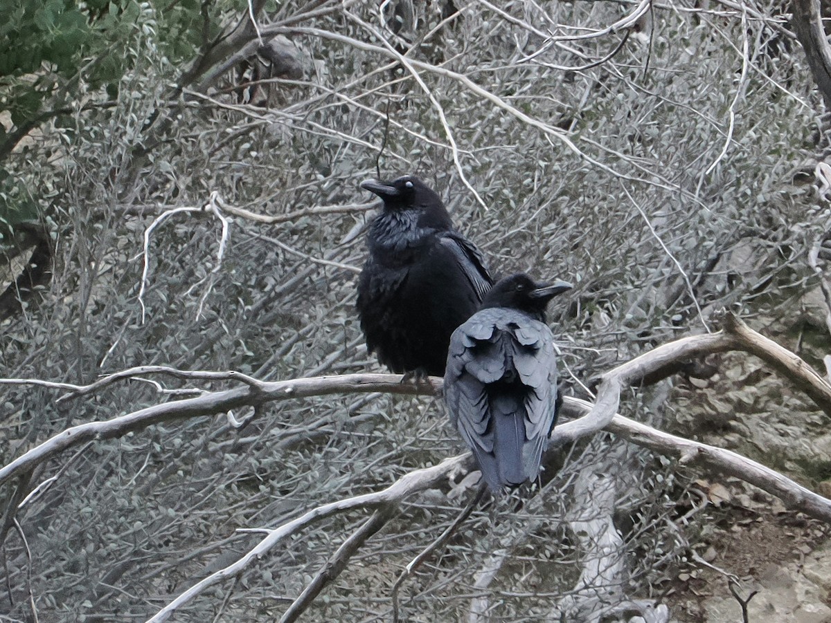 Common Raven - ML647871943
