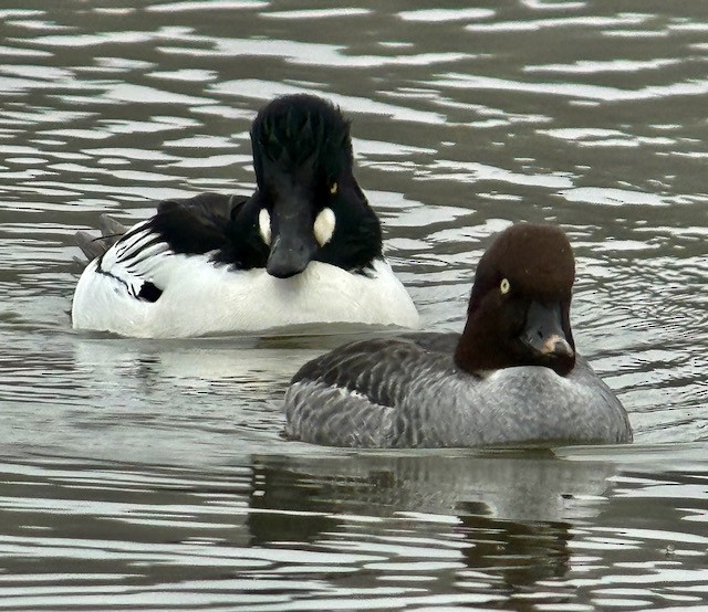 Common Goldeneye - ML647871946