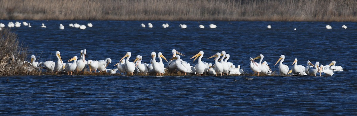 American White Pelican - ML647871951