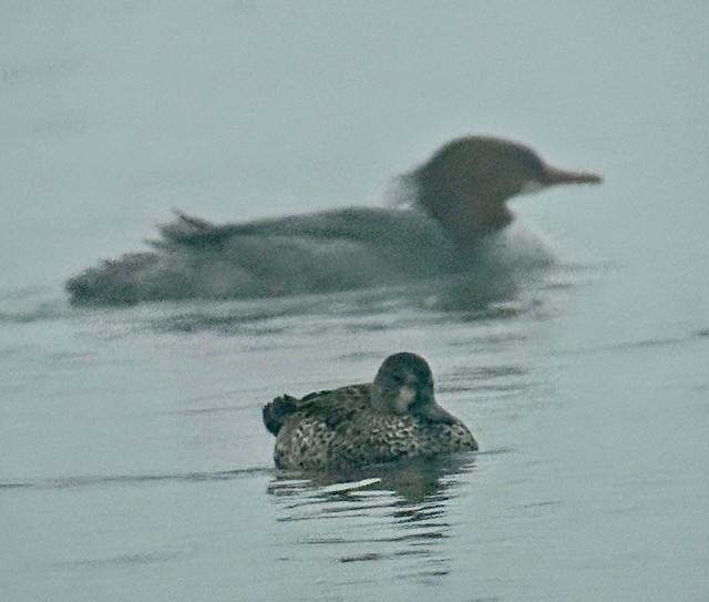 Common Merganser - ML647871954