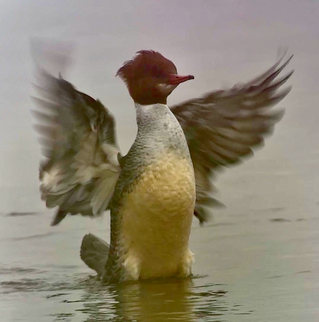 Common Merganser - ML647871955