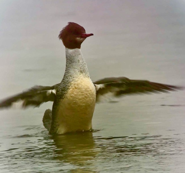 Common Merganser - ML647871957