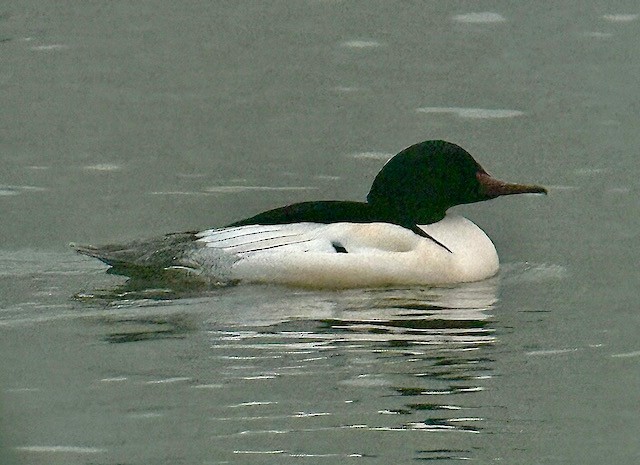 Common Merganser - ML647871958