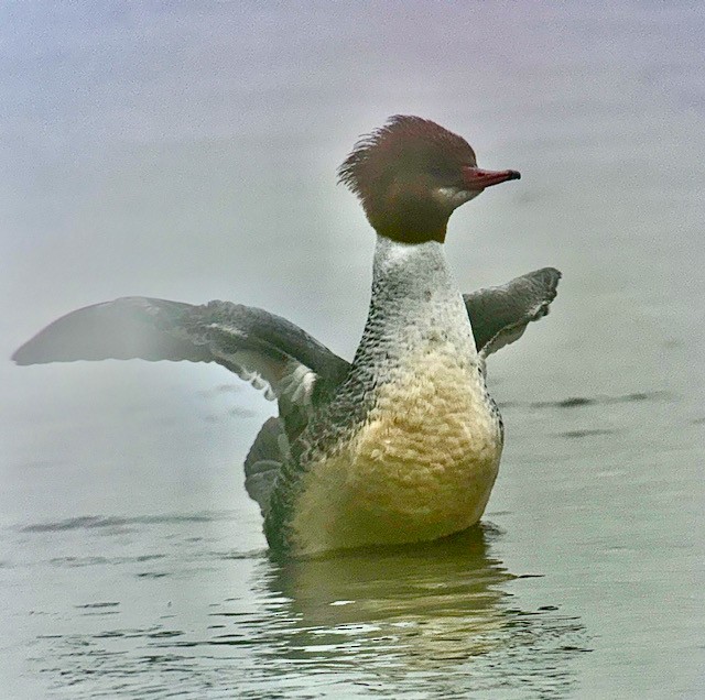 Common Merganser - ML647871959