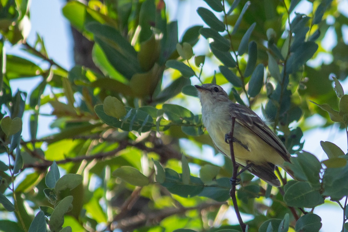 Mouse-colored Tyrannulet - ML647871961