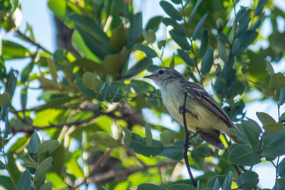 Mouse-colored Tyrannulet - ML647871962